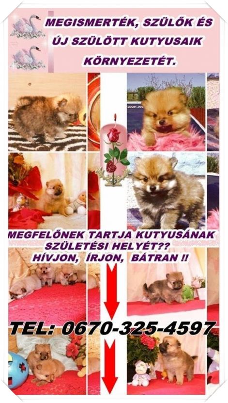 bemutatas_vege.jpg