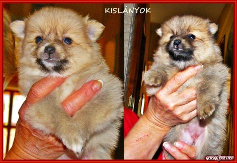 kislanyok_kerettel099.jpg kislanyok_kerettel099.jpg