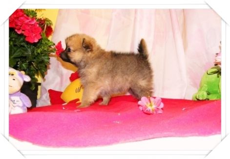spitz_014.jpg spitz_014.jpg