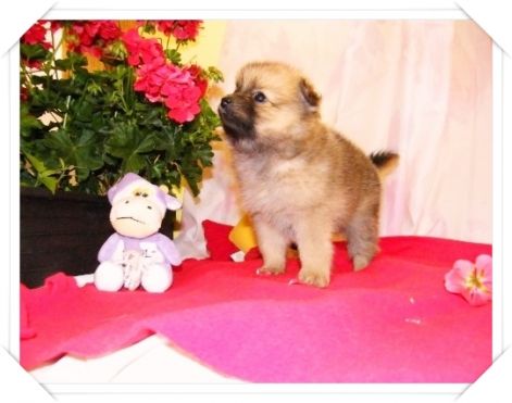 spitz_017.jpg spitz_017.jpg