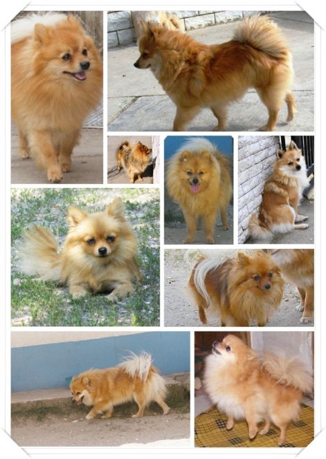 spitz_egyveleg_03.jpg